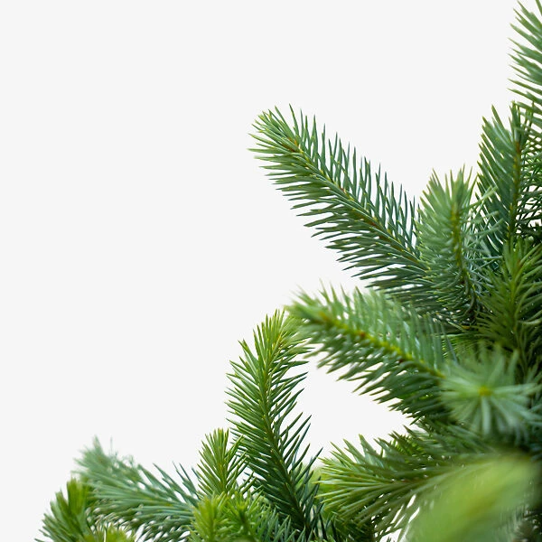 Fat Albert Colorado Blue Spruce 5 Fat Albert Colorado Blue Spruce - Image 5