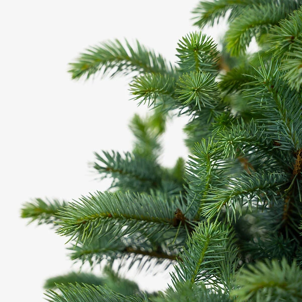 Fat Albert Colorado Blue Spruce 3 Fat Albert Colorado Blue Spruce - Image 3