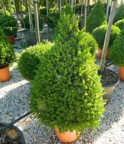 Faulkner Boxwood -The Tree Center Faulkner Boxwood Cone 3 600x697 1