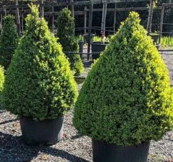 Faulkner Boxwood -The Tree Center Faulkner Boxwood Cone 4 600x563 1