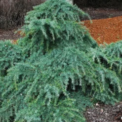 Feelin Blue Deodar Cedar