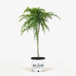 Feelin Blue Deodar Cedar - Tree Form -The Tree Center Feelin Blue Deodar Cedar 3G 01.1 jpg 600x600 1