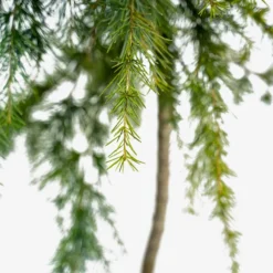Feelin Blue Deodar Cedar - Tree Form -The Tree Center Feelin Blue Deodar Cedar 3G 03 600x600 1