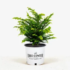 Fernspray Gold Hinoki Cypress -The Tree Center Fernspray Gold Hinoki Cypress 3G 01.1 jpg 600x600 1