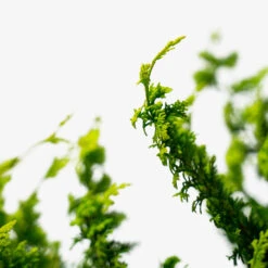 Fernspray Gold Hinoki Cypress -The Tree Center Fernspray Gold Hinoki Cypress 3G 03 600x600 1