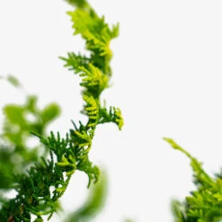 Fernspray Gold Hinoki Cypress -The Tree Center Fernspray Gold Hinoki Cypress 3G 04 600x600 1