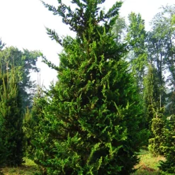 Fernspray Hinoki Cypress