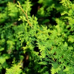 Fernspray Hinoki Cypress -The Tree Center Fernspray Hinoki Cypress 2 copy jpg webp