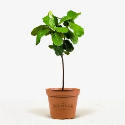 Fiddle Leaf Fig Tree 11 Fiddle Leaf Fig Tree -The Tree Center Fiddle Leaf Fig Tree 3G 01 jpg 600x600 1