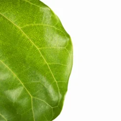 Fiddle Leaf Fig Tree 9 Fiddle Leaf Fig Tree -The Tree Center Fiddle Leaf Fig Tree 3G 02 600x600 1