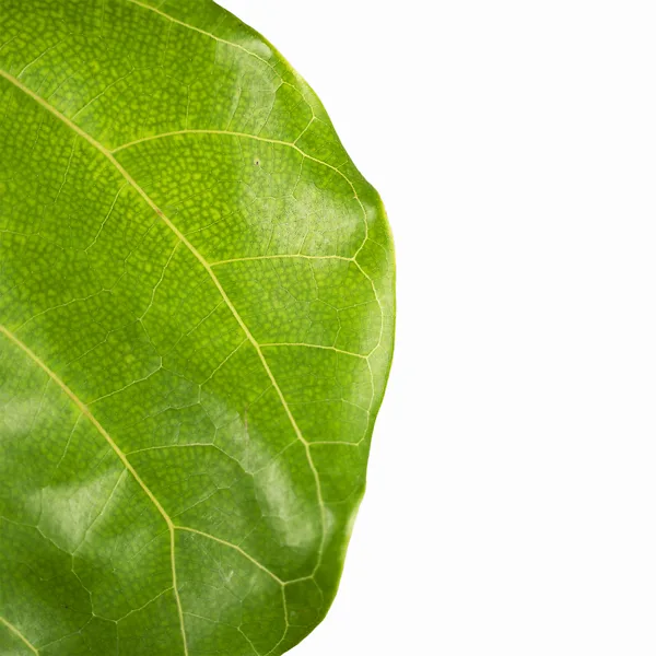 Fiddle Leaf Fig Tree 4 Fiddle Leaf Fig Tree - Image 4