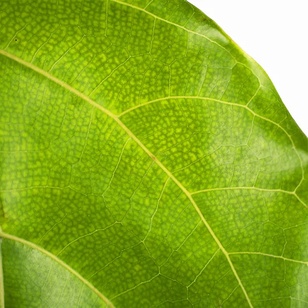 Fiddle Leaf Fig Tree 5 Fiddle Leaf Fig Tree - Image 5