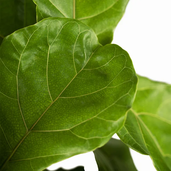 Fiddle Leaf Fig Tree 2 Fiddle Leaf Fig Tree - Image 2