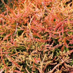 Firefly Scotch Heather -The Tree Center Firefly Scotch Heather 2 copy 1 600x600 1