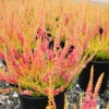 Firefly Scotch Heather
