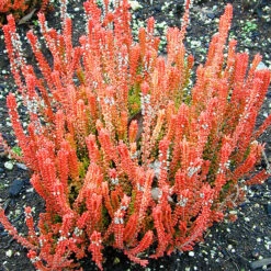 Firefly Scotch Heather -The Tree Center Firefly Scotch Heather 4 copy 1 600x600 1