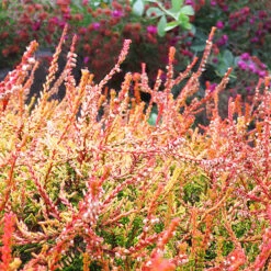 Firefly Scotch Heather -The Tree Center Firefly Scotch Heather 5 copy 1 600x600 1