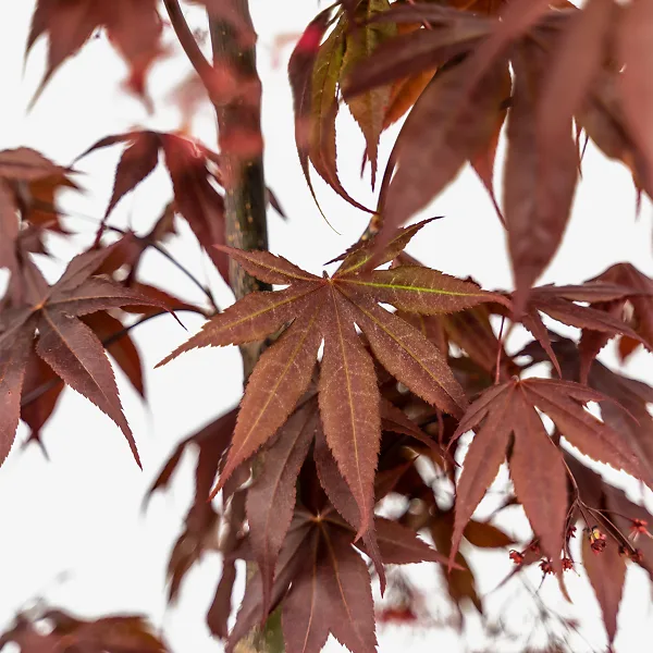Fireglow Japanese Maple 2 Fireglow Japanese Maple - Image 2