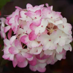 Firelight Tidbit® Hydrangea -The Tree Center Firelight Tidbit Hydrangea 1.1 copy 1 600x600 1