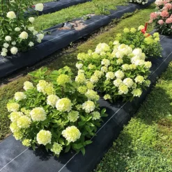 Firelight Tidbit® Hydrangea