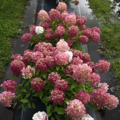 Firelight Tidbit® Hydrangea -The Tree Center Firelight Tidbit Hydrangea 4 copy 600x600 1