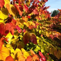 Flame Thrower® Redbud -The Tree Center Flame Thrower Redbud 1 copy jpg webp