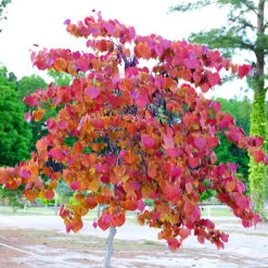 Flame Thrower® Redbud -The Tree Center Flame Thrower Redbud 4 copy 600x600 1