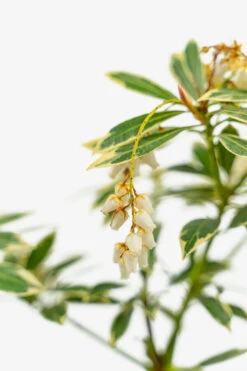 Flaming Silver Pieris 8 Flaming Silver Pieris -The Tree Center Flaming Silver Pieris 5G 03 copy 600x900 1