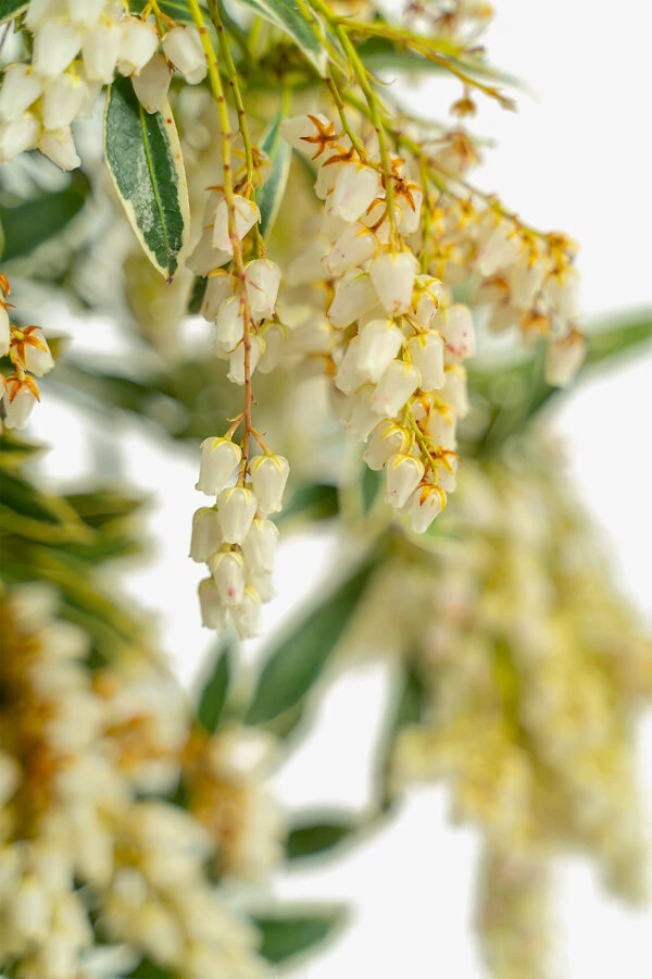 Flaming Silver Pieris 3 Flaming Silver Pieris - Image 3