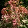 Flamingo Boxelder Maple