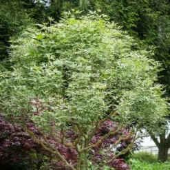Flamingo Boxelder Maple 5 Flamingo Boxelder Maple -The Tree Center Flamingo Boxelder Maple 3 jpg webp e1694712450182
