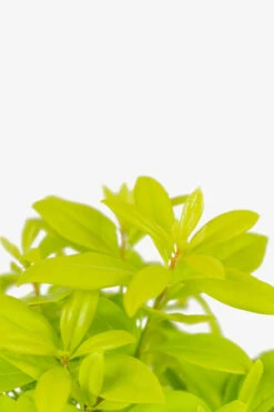 Florida Sunshine Anise Shrub -The Tree Center Florida Sunshine Anise Shrub 3G 02 copy 600x900 1