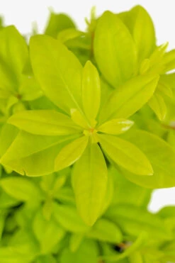 Florida Sunshine Anise Shrub -The Tree Center Florida Sunshine Anise Shrub 3G 04 copy 600x900 1