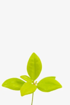 Florida Sunshine Anise Shrub -The Tree Center Florida Sunshine Anise Shrub 3G 06 copy 600x900 1