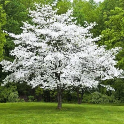 Flowering White Dogwood