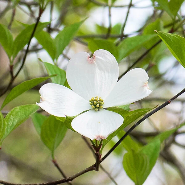 Flowering White Dogwood 2 Flowering White Dogwood - Image 2