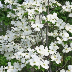 Flowering White Dogwood 7 Flowering White Dogwood -The Tree Center Flowering White Dogwood 3 copy 600x601 1