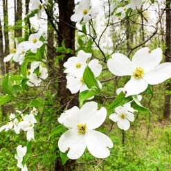 Flowering White Dogwood 6 Flowering White Dogwood -The Tree Center Flowering White Dogwood 4 copy 600x600 1