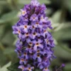Flutterby Petite® Blue Heaven Butterfly Bush