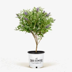 Flutterby Petite® Blue Heaven Butterfly Bush -The Tree Center Flutterby Petite Blue Heaven Butterfly Bush 3G 01 600x600 1