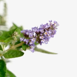Flutterby Petite® Blue Heaven Butterfly Bush -The Tree Center Flutterby Petite Blue Heaven Butterfly Bush 3G 04 copy 1 600x600 1