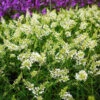 Flutterby Petite® Snow White Butterfly Bush