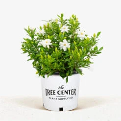Fool Proof Gardenia -The Tree Center Fool Proof Gardenia 3G 01 1 600x600 1