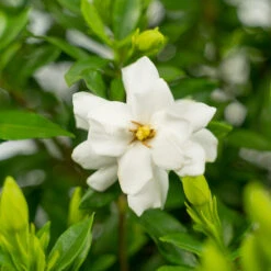 Fool Proof Gardenia -The Tree Center Fool Proof Gardenia 3G 02 copy 1 600x600 1