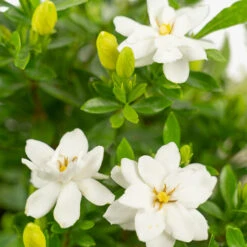 Fool Proof Gardenia -The Tree Center Fool Proof Gardenia 3G 07 copy 1 600x600 1