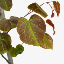 Forest Pansy Redbud -The Tree Center Forest Pansy Redbud 5G 02 copy 600x600 1