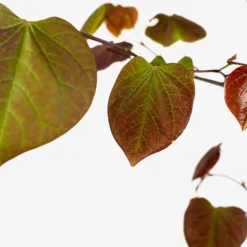 Forest Pansy Redbud -The Tree Center Forest Pansy Redbud 5G 05 copy 600x600 1