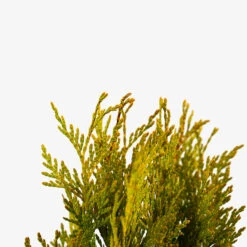 Forever Goldy Arborvitae -The Tree Center Forever Goldy Arborvitae 3G 02 600x600 1