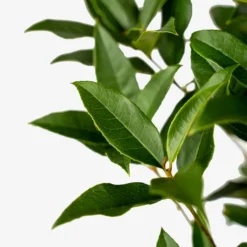 Fragrant Tea Olive -The Tree Center Fragrant Tea Olive 3G 03 600x600 1