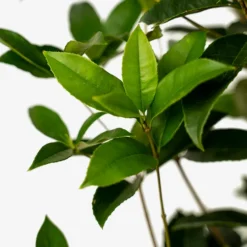 Fragrant Tea Olive -The Tree Center Fragrant Tea Olive 3G 05 600x600 1